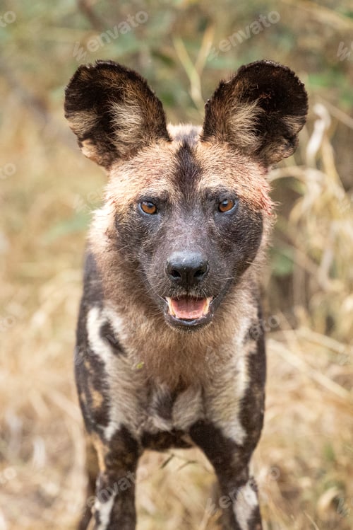 Preview: A portrait of a wild dog, Lycaon pictus.