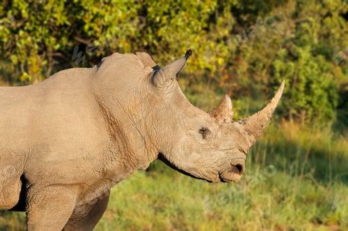 Preview: Portrait of a white rhinoceros