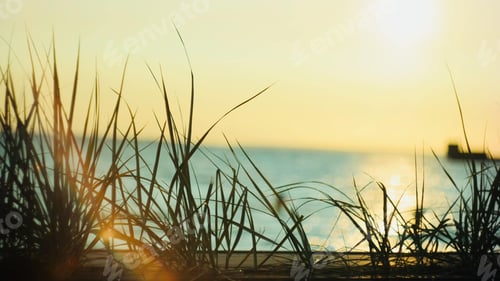 Preview: Beautiful scenery of green grass by the sea at sunset