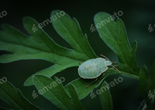 Preview: Macro photo of a green bug (chinavia hilaris) crawling on green leaves