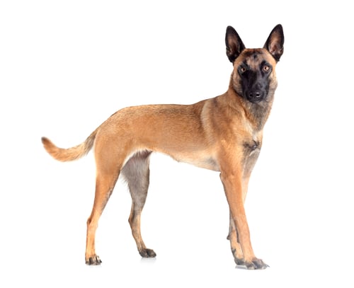 Preview: malinois in studio