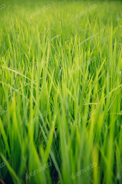 Preview: Paddy rice field in clear light day