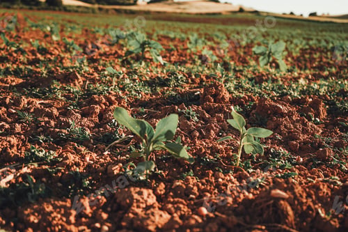 Preview: Sunflower sprouts in a crop field