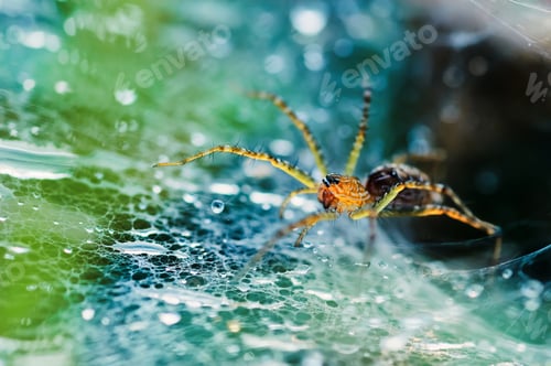 Preview: Close-up view of spider on web