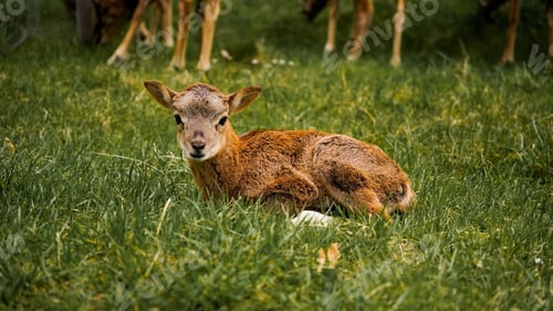 Preview: Baby mouflon resting in the nature