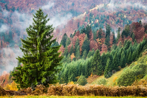 Preview: Beautiful majestic landscape with conifer trees on mountain