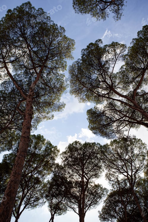 Preview: Silhouettes of trees and blue sky in an urban forest