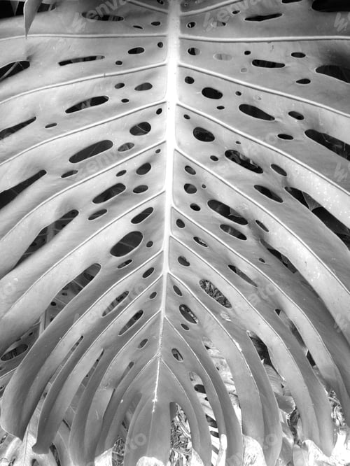 Preview: Full frame background of Plant in black and white