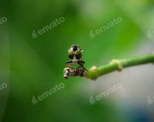 Preview: Closeup of a robber fly eyes on a green branch