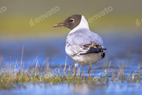 Preview: Black-headed gull bird in wetland