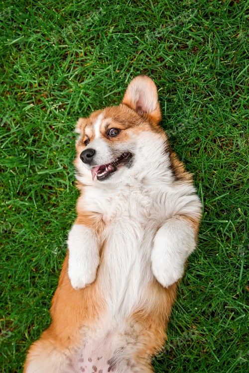 Preview: Welsh Corgi Dog Relaxing on Back in Lush Green Lawn