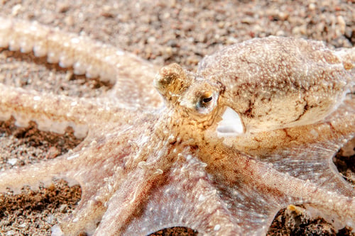 Preview: Indo Pacific Long Arm Octopus