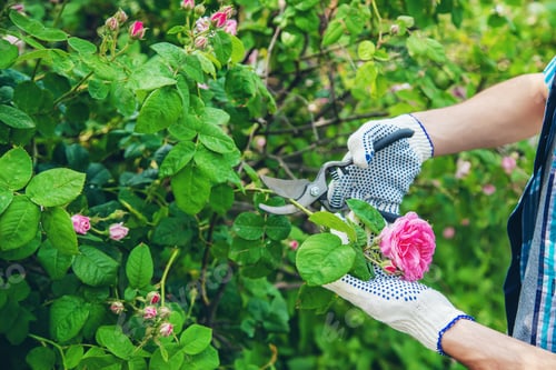 Preview: nature