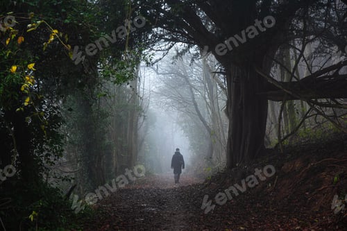 Preview: Misty Forest