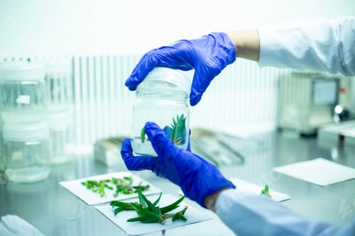 Preview: Scientist holding a glass jar with a plant specimen. Biology, research.