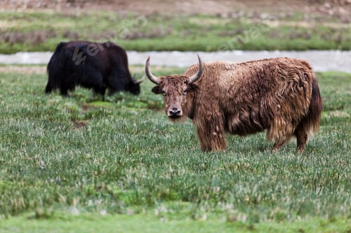 Preview: Yaks in Tibet, China