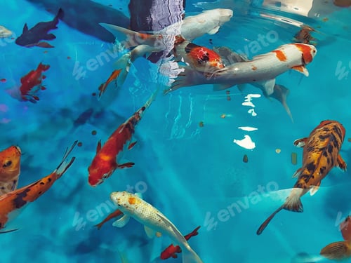 Preview: Natural background Made by blue water and koi fishes