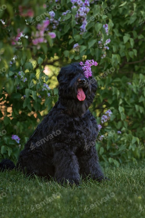 Preview: black Russian terrier in the spring in the park with a bouquet of lilac flowers