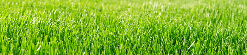 Preview: Close-up green grass, natural greenery background texture of lawn garden. Ideal concept used for mak