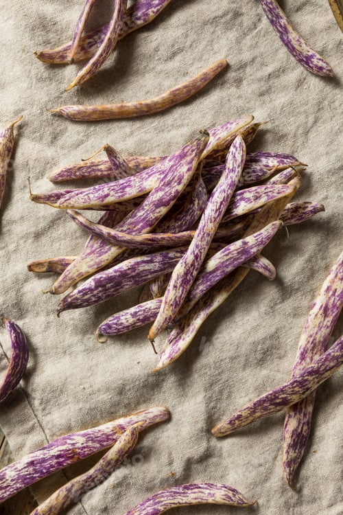 Preview: Organic Purple Dragon Tongue Beans