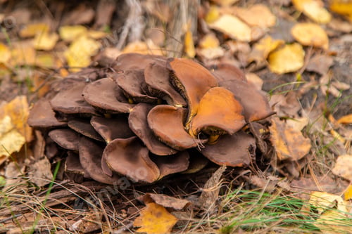 Preview: Bad mushrooms in the forest. Selective focus.