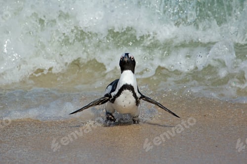 Preview: African penguin running on beach
