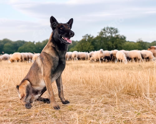 Preview: malinois and sheep