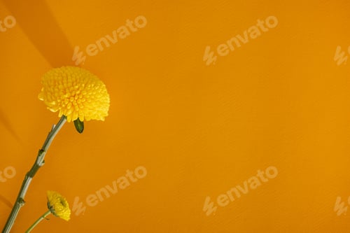 Preview: Soft flower of yellow marigold on dark yellow background copy space and close-up