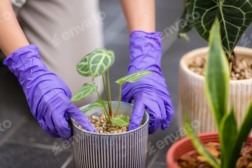 Preview: Woman put her anthurium crystallinum plant into a pot at home