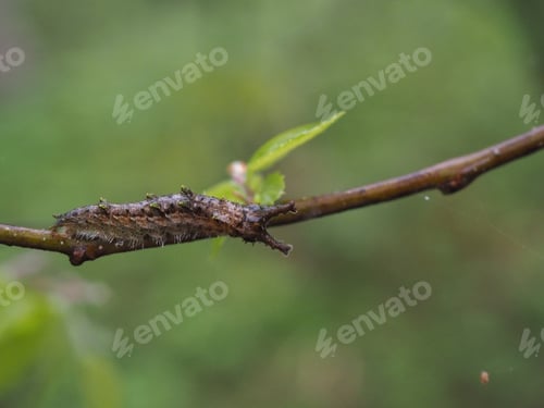 Preview: great purple emperor larva