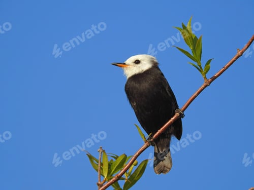 Preview: Black bird with White head