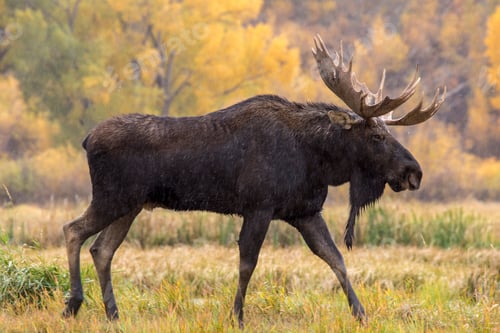 Preview: Closeup shot of an Alaskan moose on a field with yellow trees in the background