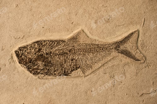Preview: Sea fish fossil.