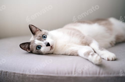 Preview: A gorgeous white-gray cat with blue eyes lies on a gray sofa.