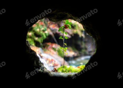 Preview: Growing plant in hole of soil