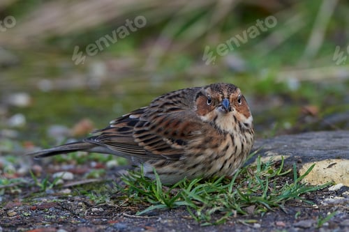 Preview: Little bunting (Emberiza pusilla)