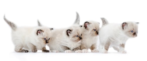 Preview: Ragdoll kittens isolated on white background