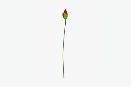 Preview: Single red rose in bloom