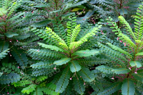 Preview: Phyllanthus pulcher herb plant with flower