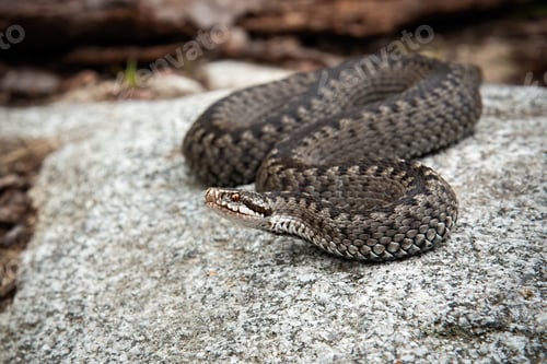 Preview: Poisonous common viper lying on a stone and basking