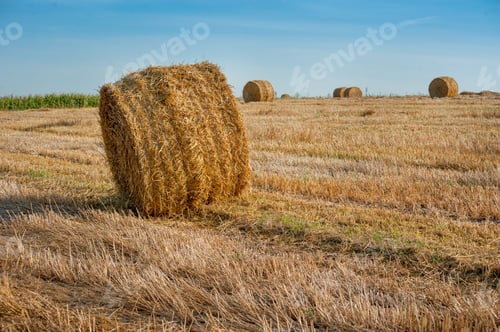 Preview: straw bales of hay in the stubble field under a blue sky