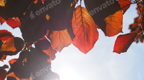 Preview: red leaves in fall