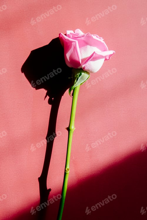 Preview: side view of pink color rose isolated at red texture background