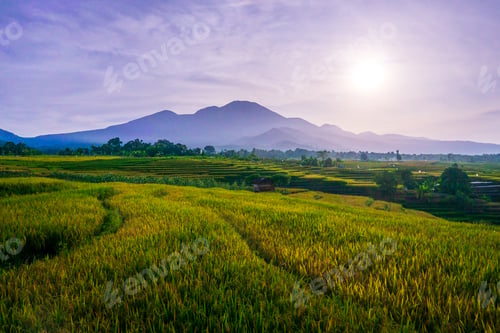 Preview: indonesia beauty landscape paddy fields in north bengkulu natural beautiful morning view from asia