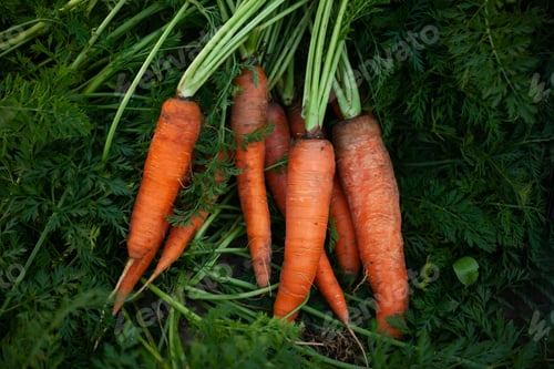 Preview: Top view of bunch of fresh ripe orange carrots on green foliage nature. Fresh and sweet carrot.