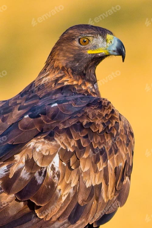 Preview: Golden Eagle, Mediterranean Forest, Spain