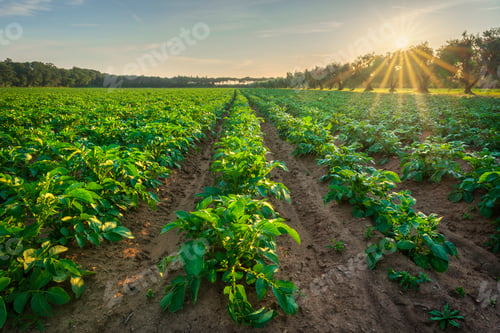 Preview: Potato Field at Sunset in Bolgheri Countryside, Maremma, Tuscany