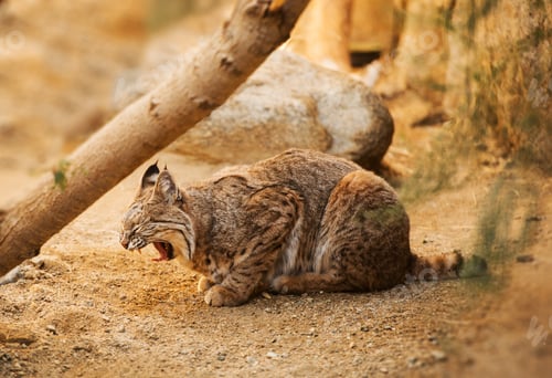 Preview: Adult Bobcat