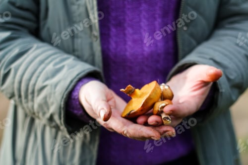 Preview: brown Mushrooms (suillus) In Female Hands. Picking Mushrooms. Autumn Forest. Autumn Inspiration. You