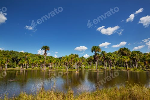 Preview: Landscapes in Amazonia